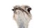 Cute ostrich with huge beautiful eyes on a white background