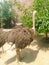 Cute ostrich my friend