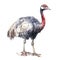 Cute ostrich watercolor illustration, animals and farm clipart