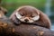 Cute Otter baby lying. Generate Ai