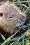 Cute otter head portrait eating herbs