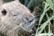 Cute otter head portrait eating herbs