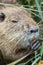 Cute otter head portrait eating herbs