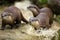 Cute otters - Eurasian otter