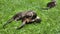 Cute otters playing in the yard lying on the ground