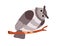 Cute owl with tilted leaned head, sitting on tree branch twig. Amusing funny owlet, curious bird looking with big