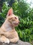 Cute oyen cat pet animal sitting candid pose with brave pose