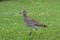 Cute Pacific Golden Plover