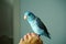 Cute Pacific Parrotlet bristle, Forpus coelestis