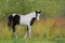 Cute Paint Foal at summer pasture, looking curious.