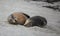 Cute pair Australian sea lion, Neophoca cinerea, sleeping on the beach at Seal Bay, Kangaroo Island, South Australia.