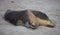 Cute pair Australian sea lion, Neophoca cinerea, sleeping on the beach at Seal Bay, Kangaroo Island, South Australia.