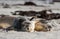 Cute pair Australian sea lion, Neophoca cinerea, sleeping and hugging on the beach at Seal Bay, Kangaroo Island, South