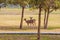 Cute Pair of Deers in the Park