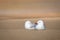 A cute pair of seagulls resting and sunning themselves on the beach