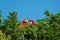 Cute pair of tropical Macaws, parrots, cuddling and preening each other in a tree.