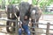 A cute Pakistani Boy Irfan sitting between elephants in Samphran Elephant Ground & Zoo