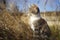 Cute pale gray white kitten sitting in the dry grass. Lovely young cat hunt in the sunny garden