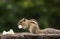 Cute palm squirrel eating fruits in the park.The Indian palm squirrel or three-striped palm squirrel is a species of rodent in the