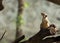 Cute palm squirrel standing and looking up on tree.The Indian palm squirrel or three-striped palm squirrel is a species of rodent