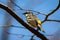 Cute palm warbler portrait close up in spring