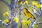 Cute palm warbler portrait close up in spring