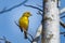 Cute palm warbler portrait close up in spring