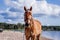 Cute palomino horse portrait on the beach