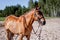 Cute palomino horse portrait on the beach