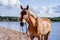 Cute palomino horse portrait on the beach