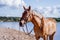 Cute palomino horse portrait on the beach