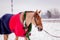 Cute palomino horse portrait in winter