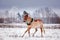 Cute palomino pony trotting in the snow