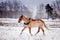 Cute palomino pony trotting in the snow