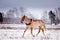 Cute palomino pony trotting in the snow