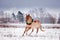 Cute palomino pony trotting in the snow