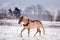 Cute palomino pony trotting in the snow