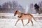 Cute palomino pony trotting in the snow