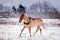 Cute palomino pony trotting in the snow