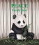 Cute panda bear Vector. Lovely animal eating grass. Peace concept