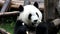 Cute Panda Cub is Having Fun Eating Bamboo Shoot , China