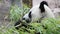 Cute Panda eating bamboo stems at zoo