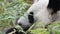 Cute Panda eating bamboo stems at zoo