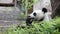 Cute Panda eating bamboo stems at zoo