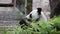 Cute Panda eating bamboo stems at zoo