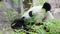 Cute Panda eating bamboo stems at zoo