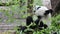 Cute Panda eating bamboo stems at zoo