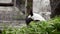 Cute Panda eating bamboo stems at zoo