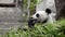 Cute Panda eating bamboo stems at zoo