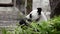 Cute Panda eating bamboo stems at zoo